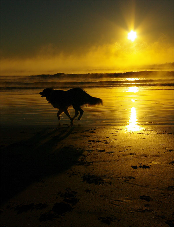 Dog at sunrise