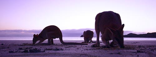 beach roos