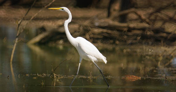 egret