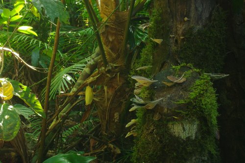 Rainforest Undergrowth