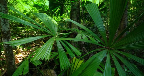 Rainforest Tully Gorge
