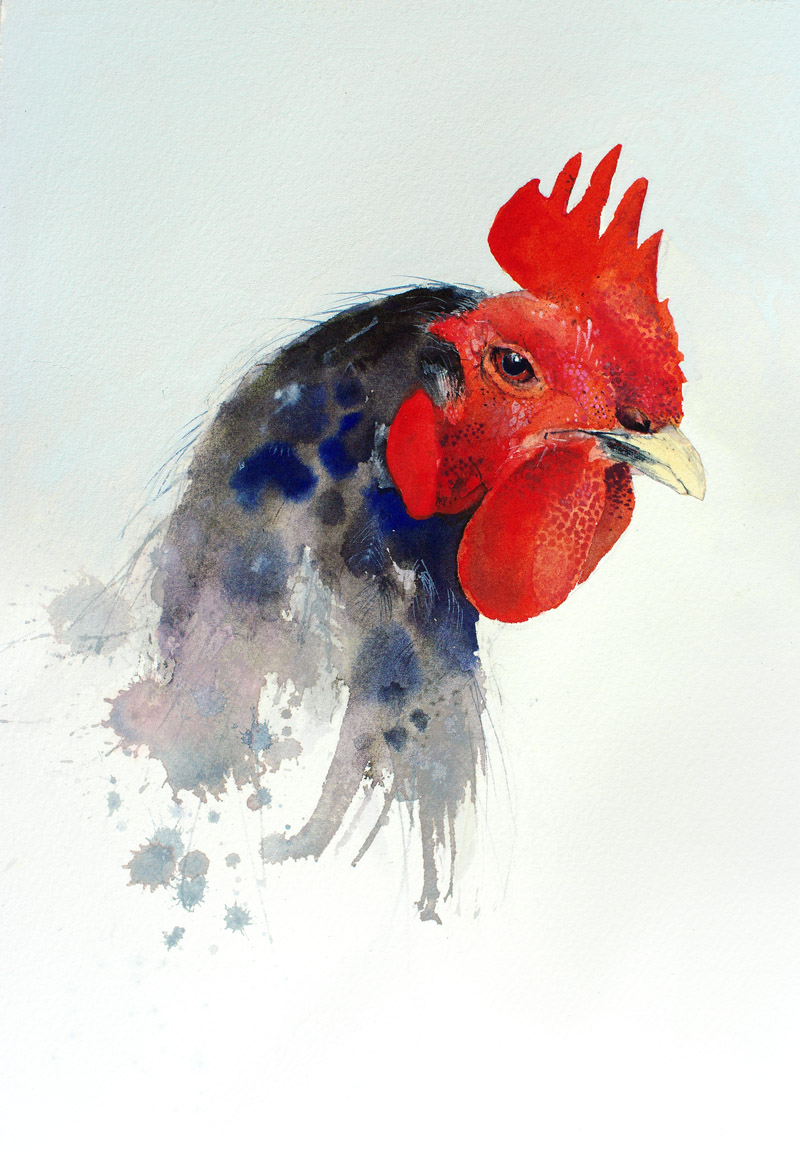 watercolor chicken