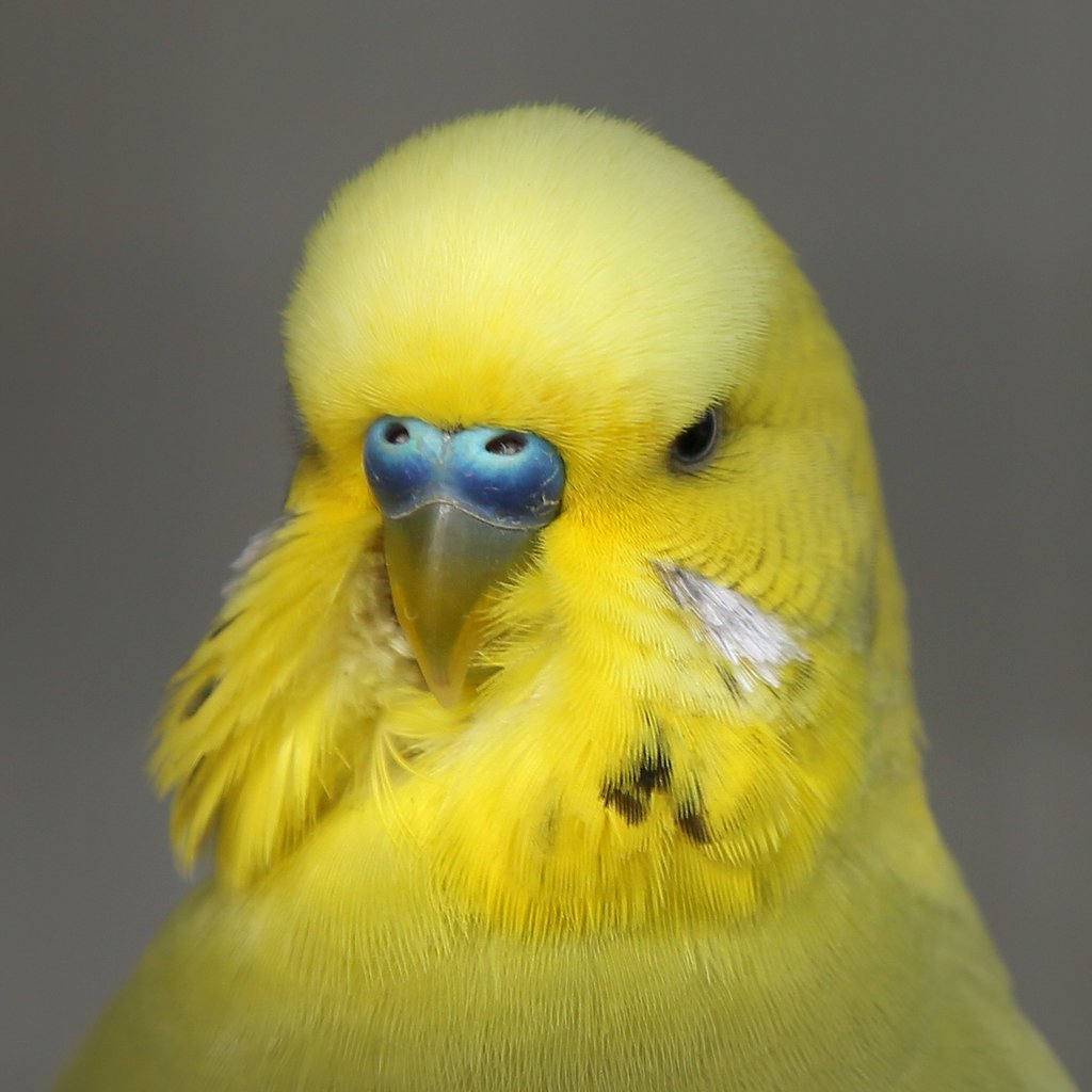 budgie