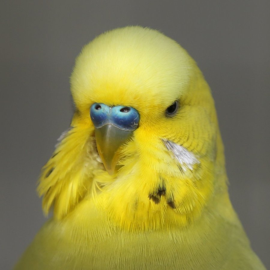 budgie
