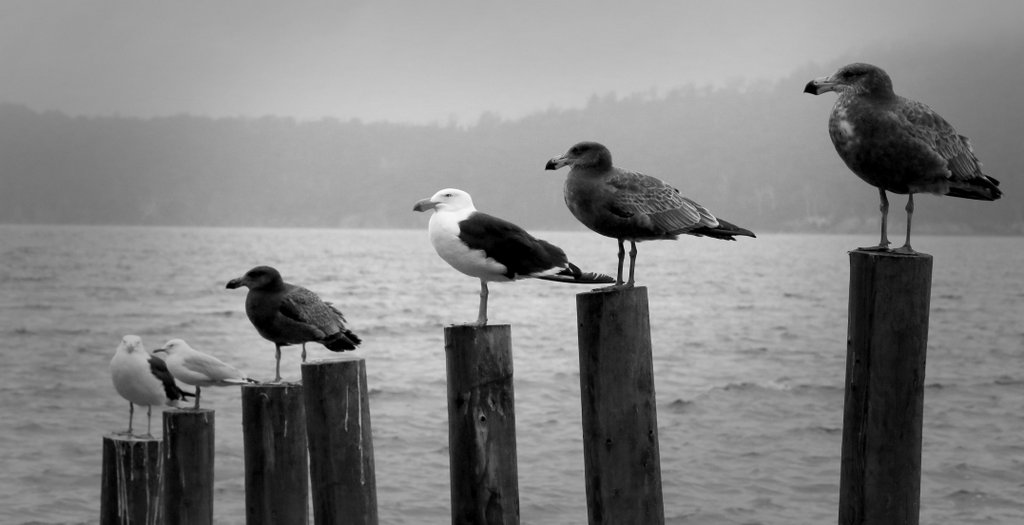 gulls