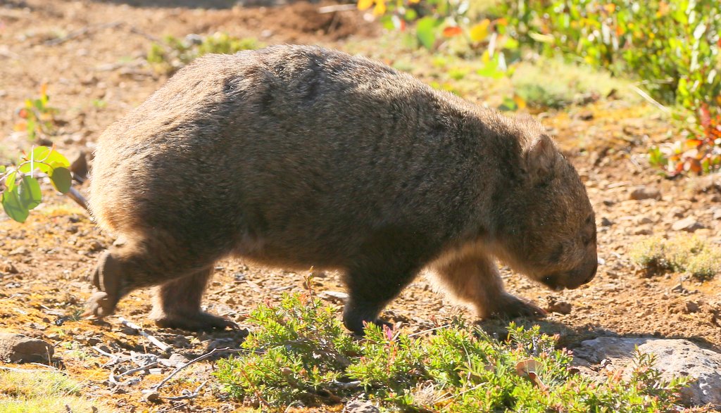 wombat
