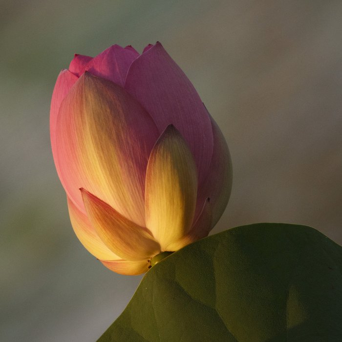 © John Lovett 2015 Red Lilly Billabong - © John Lovett 2015