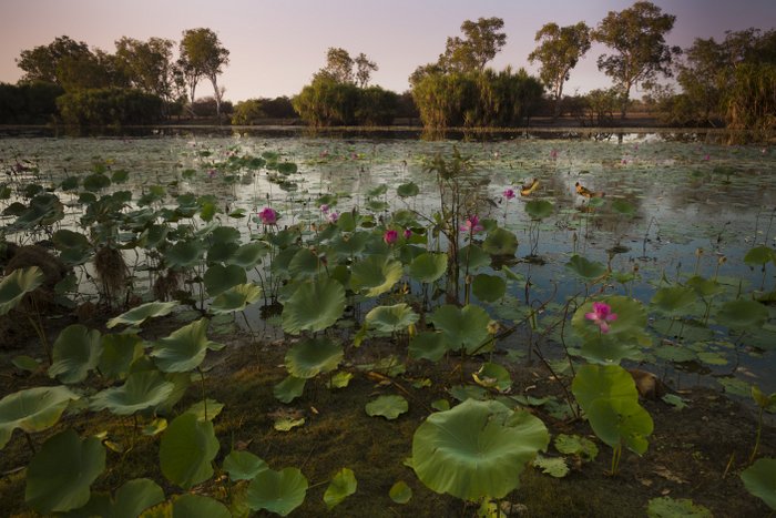 © John Lovett 2015 Red Lilly Billabong -© John Lovett 2015