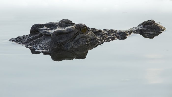 © John Lovett 2015 Crocodile - © John Lovett 2015