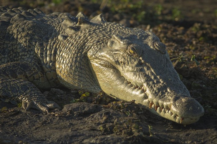 © John Lovett 2015 Croc - © John Lovett 2015