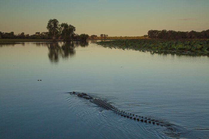 © John Lovett 2015 Croc, Jim Jim Creek - © John Lovett 2015