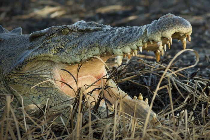 © John Lovett 2015 Crocodile - © John Lovett 2015