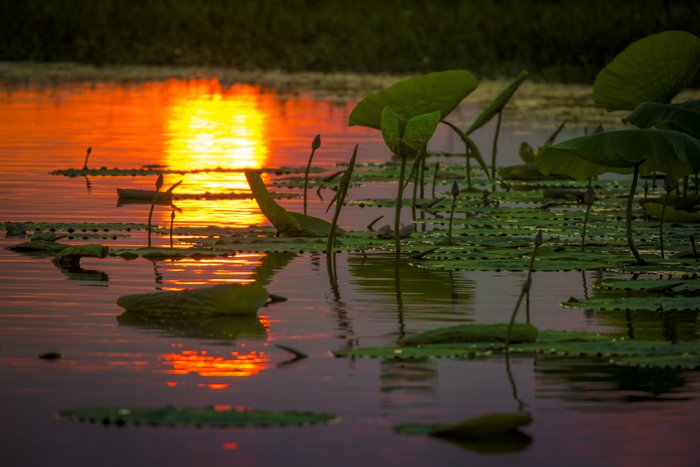 © John Lovett 2015 Sunset Lillies - © John Lovett 2015