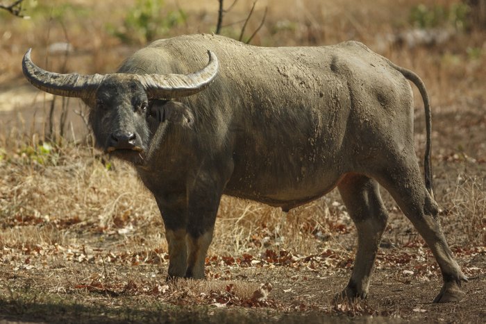 © John Lovett 2015 Water Buffalo - Kakadu - © John Lovett 2015