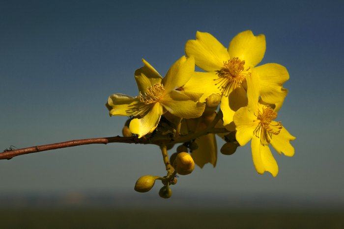 © John Lovett 2015 Kapok Flowers - © John Lovett 2015