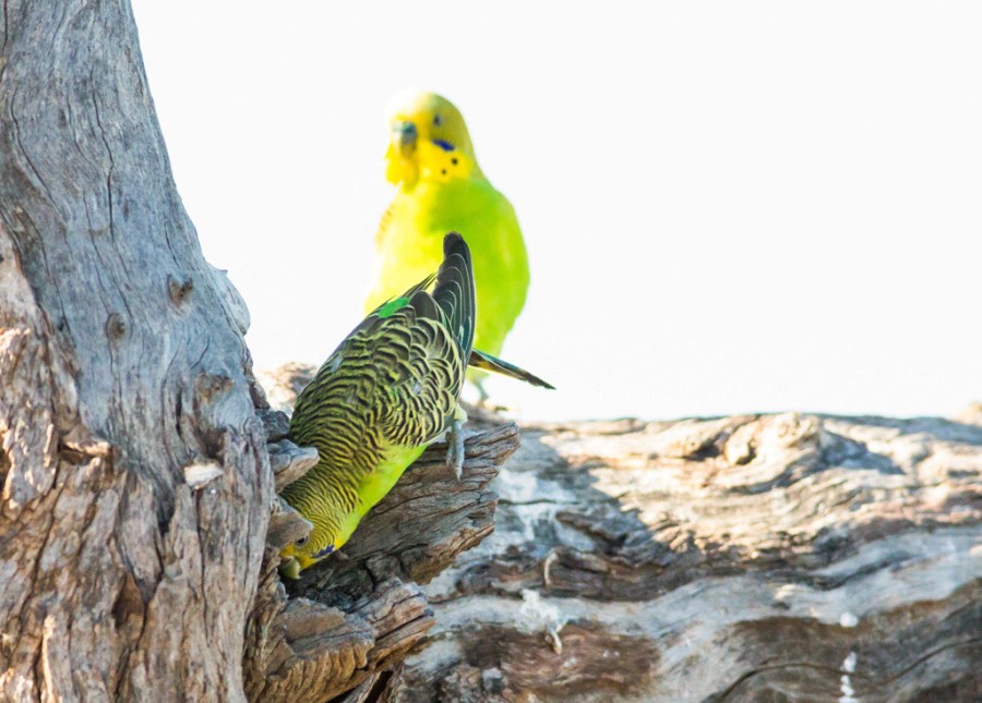 © John Lovett 2016 © John Lovett 2016