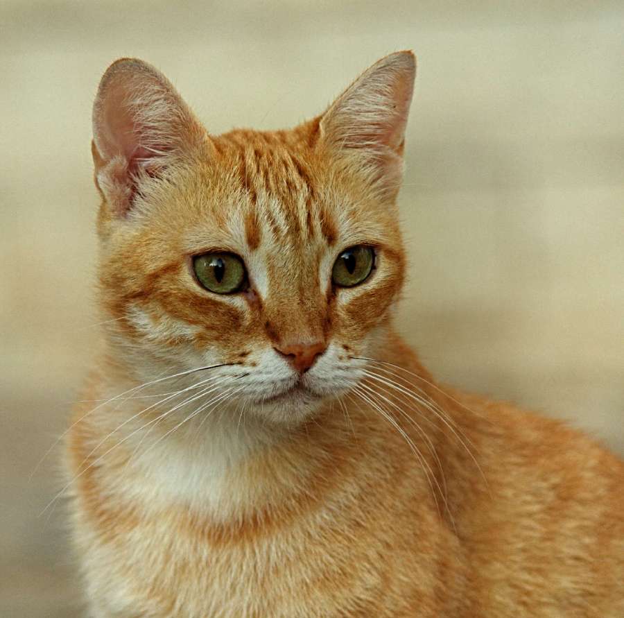 © John Lovett 2016 ital6952