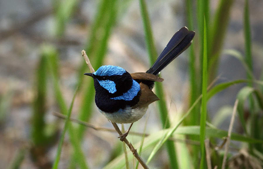 © John Lovett 2016 snow8928sm