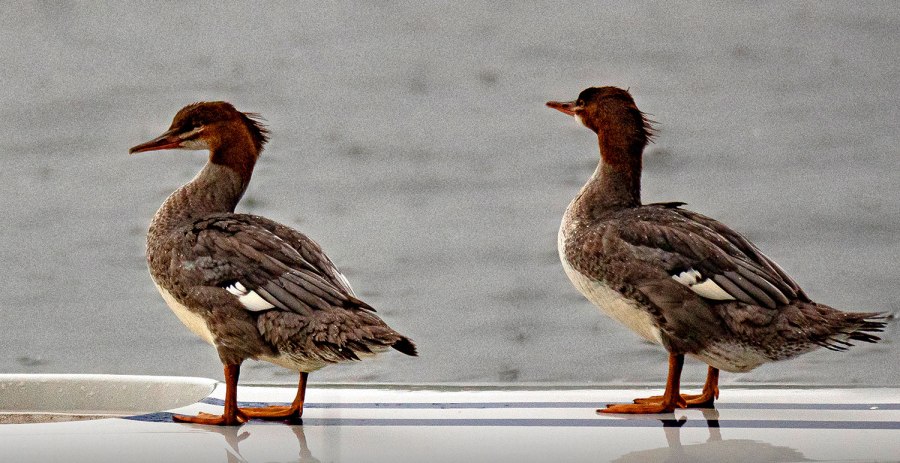 P_US2496xs-hooded-merganser